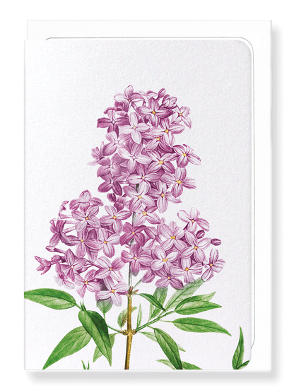 Ezen Designs - Lilac No.3 (detail) - Greeting Card - Front