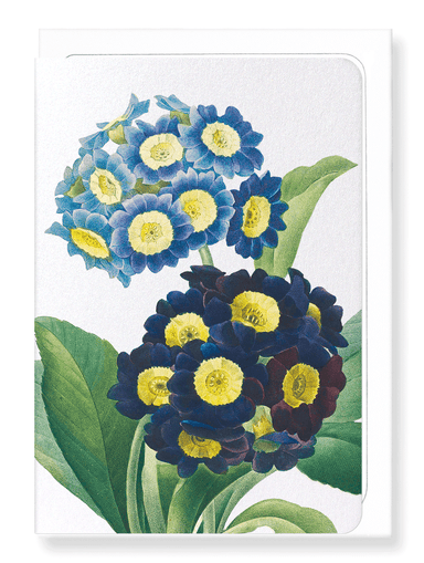 Ezen Designs - Primula auricula No.1 (detail) - Greeting Card - Front