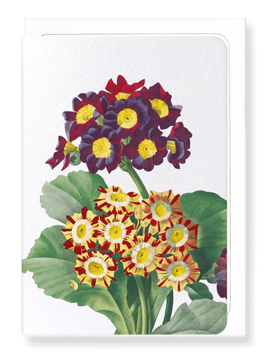 Ezen Designs - Primula auricula No.2 (detail) - Greeting Card - Front