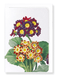 Ezen Designs - Primula auricula No.2 (detail) - Greeting Card - Front