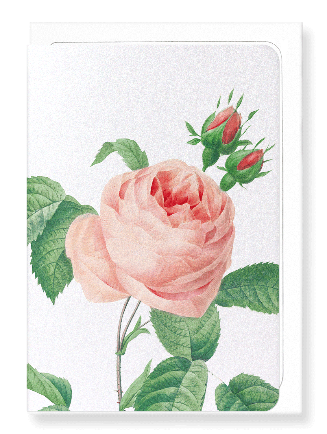 Ezen Designs - Pink rose No.2 (detail) - Greeting Card - Front