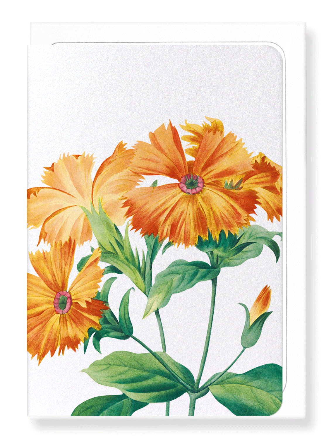 Ezen Designs - Lychnis grandiflora (detail) - Greeting Card - Front