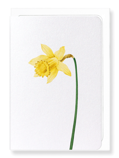 Ezen Designs - Lent lily Wild daffodil (detail) - Greeting Card - Front