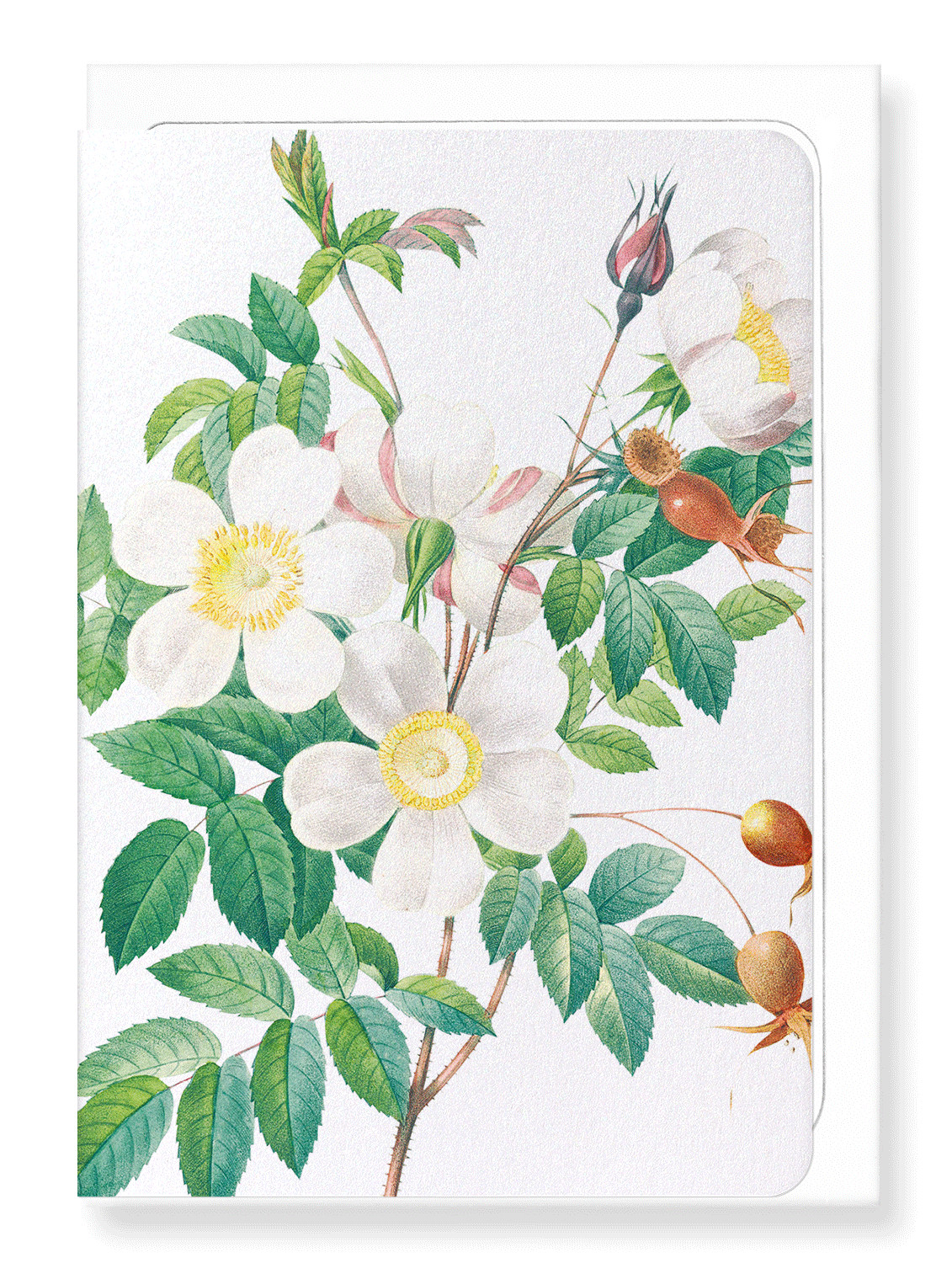 Ezen Designs - Rosier candolle (detail) - Greeting Card - Front