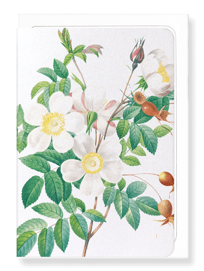 Ezen Designs - Rosier candolle (detail) - Greeting Card - Front