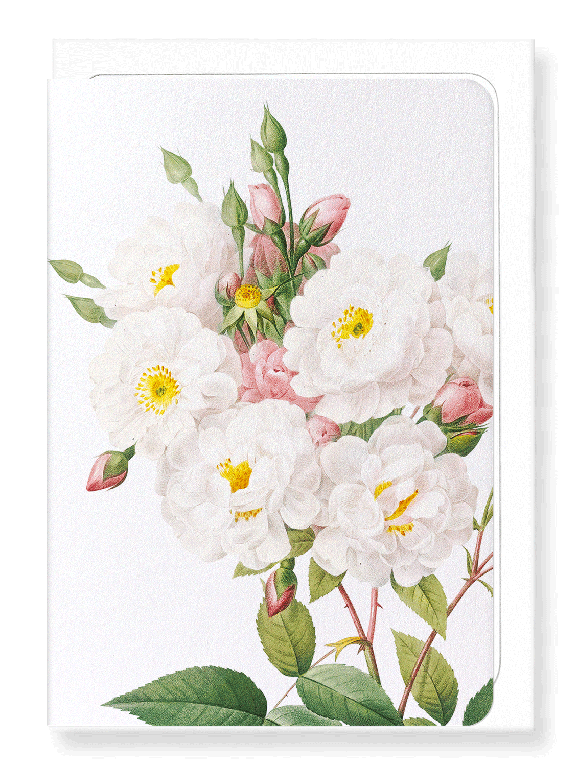 Ezen Designs - Noisette rose (detail) - Greeting Card - Front