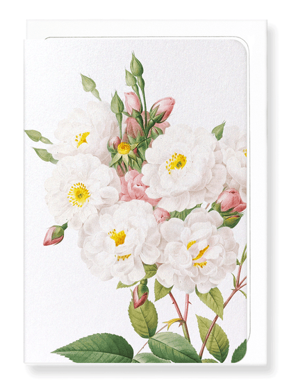 Ezen Designs - Noisette rose (detail) - Greeting Card - Front