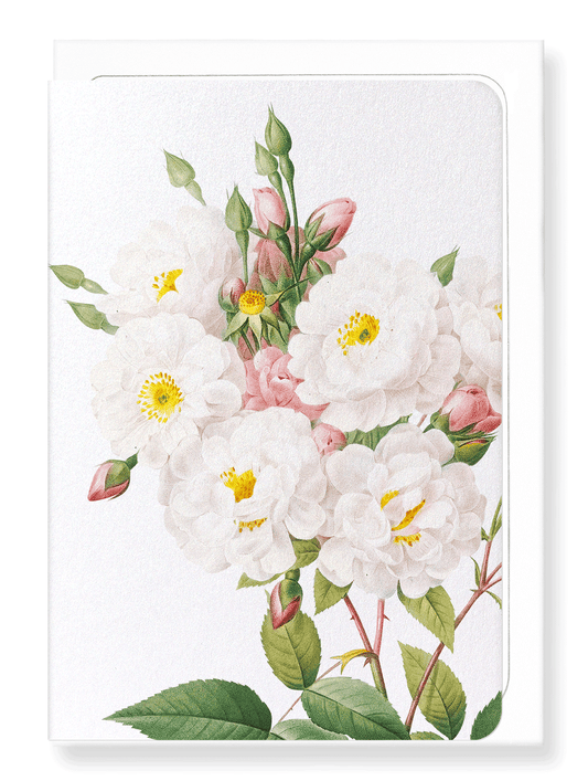 Ezen Designs - Noisette rose (detail) - Greeting Card - Front