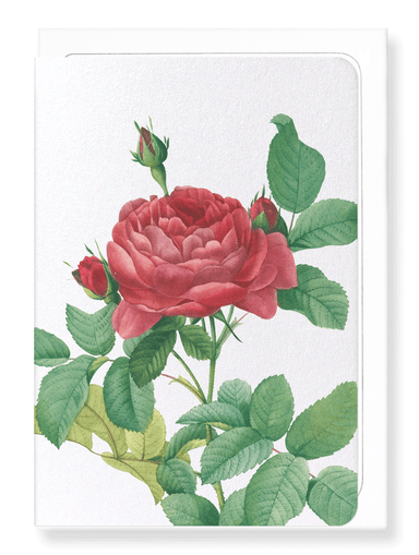 Ezen Designs - Gallica rose pontiana (detail) - Greeting Card - Front