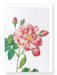 Ezen Designs - Gallica rose versicolor (detail) - Greeting Card - Front