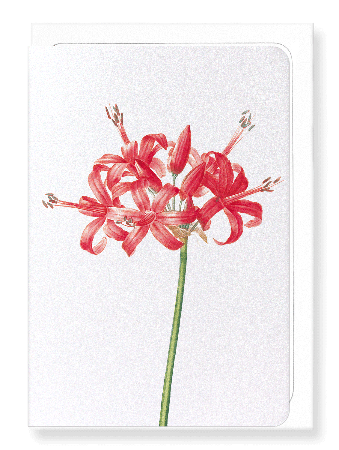 Ezen Designs - Guernsey or jersey lily (detail) - Greeting Card - Front