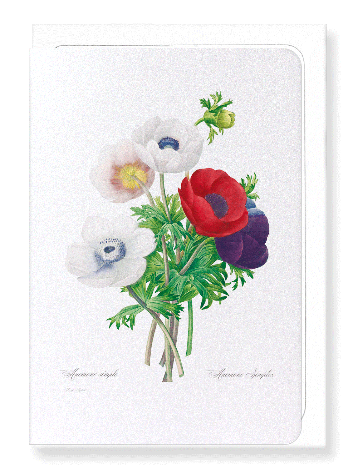 ANEMONE: Botanical Greeting Card