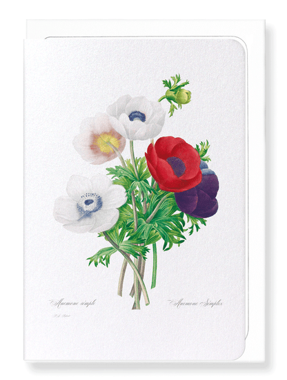 ANEMONE: Botanical Greeting Card