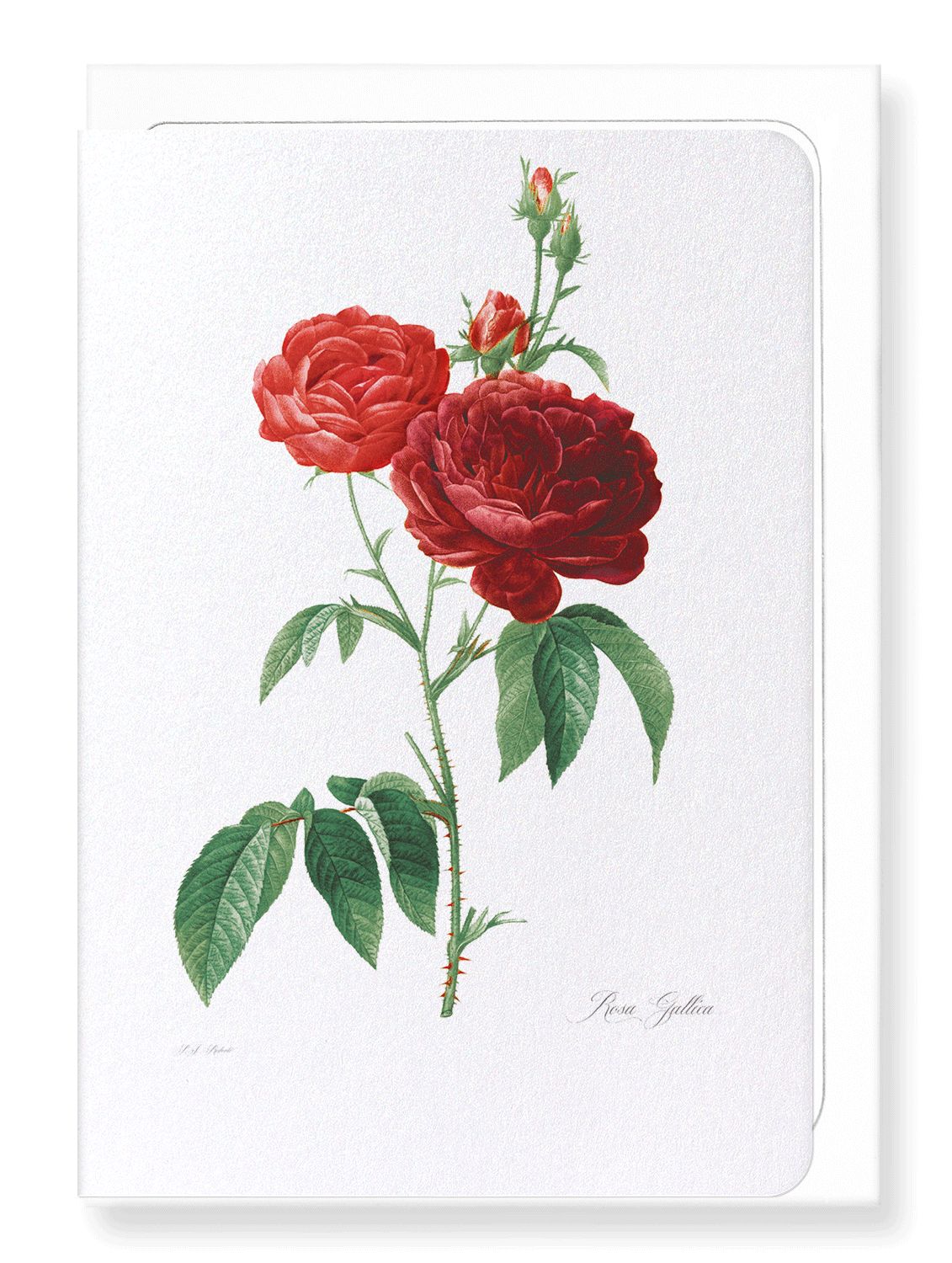 DARK RED GALLICA ROSES: Botanical Greeting Card