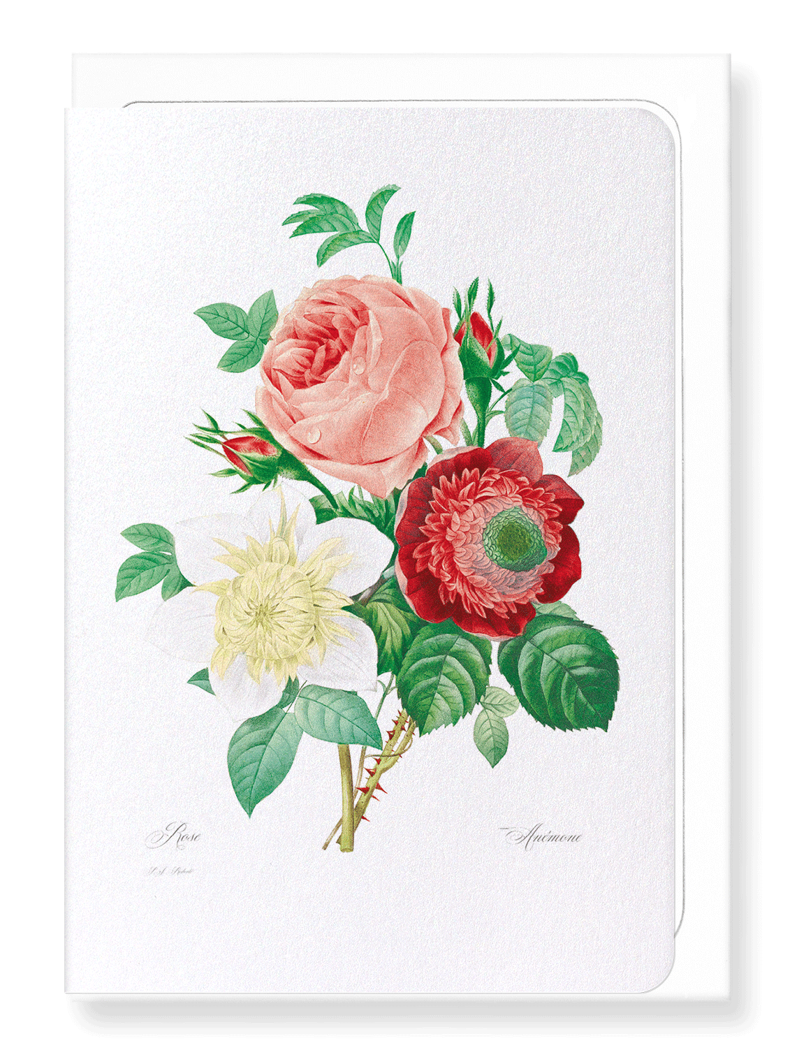 CLEMATIS & PINK ROSE: Botanical Greeting Card