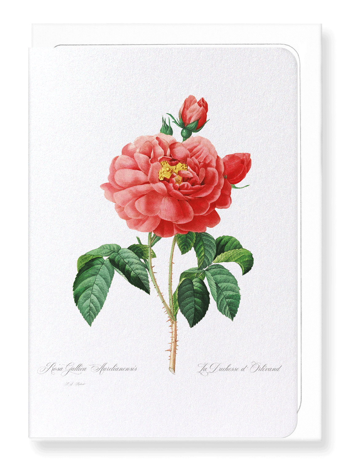 GALLICA ROSE: Botanical Greeting Card