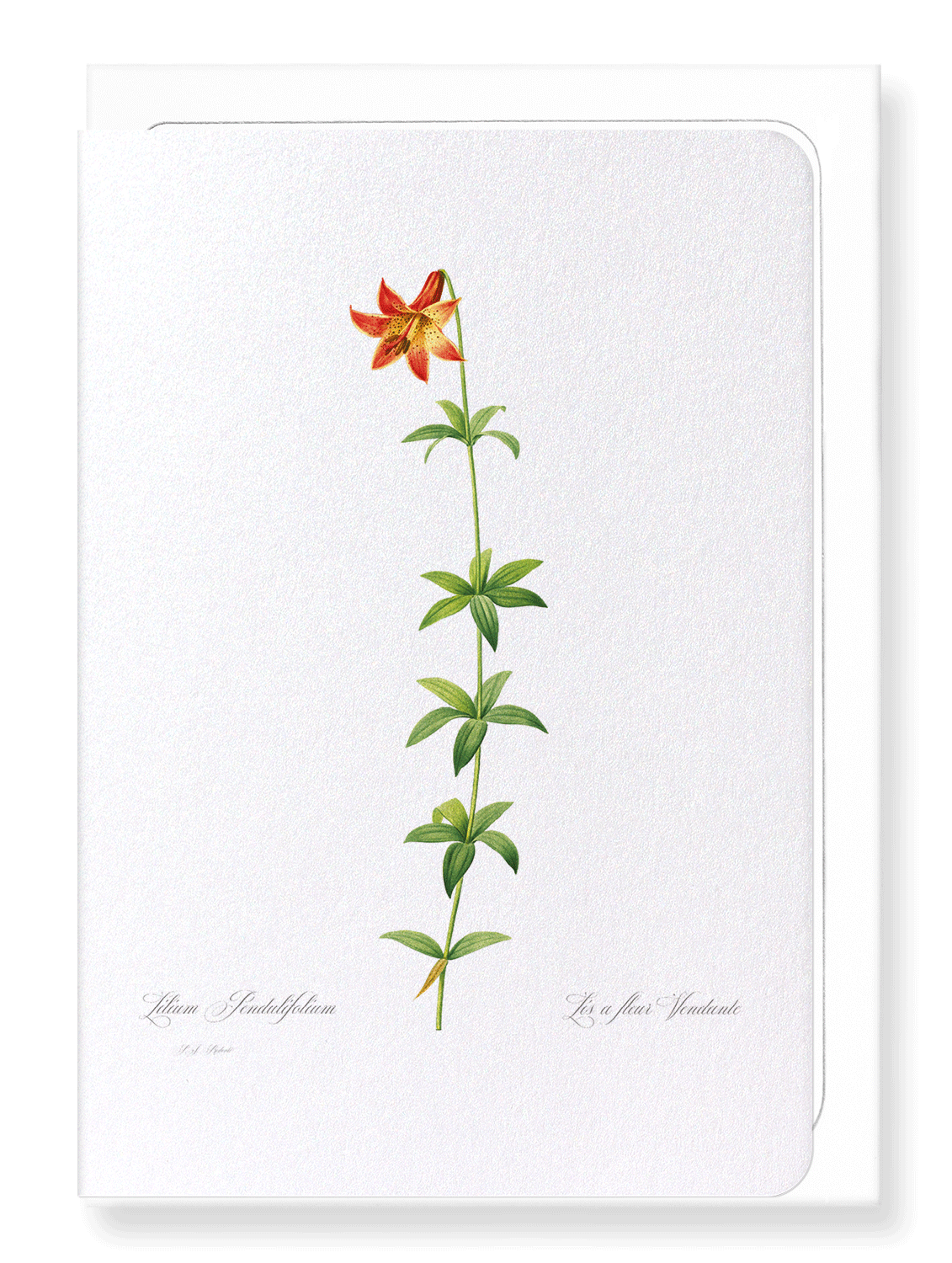 LILY: Botanical Greeting Card