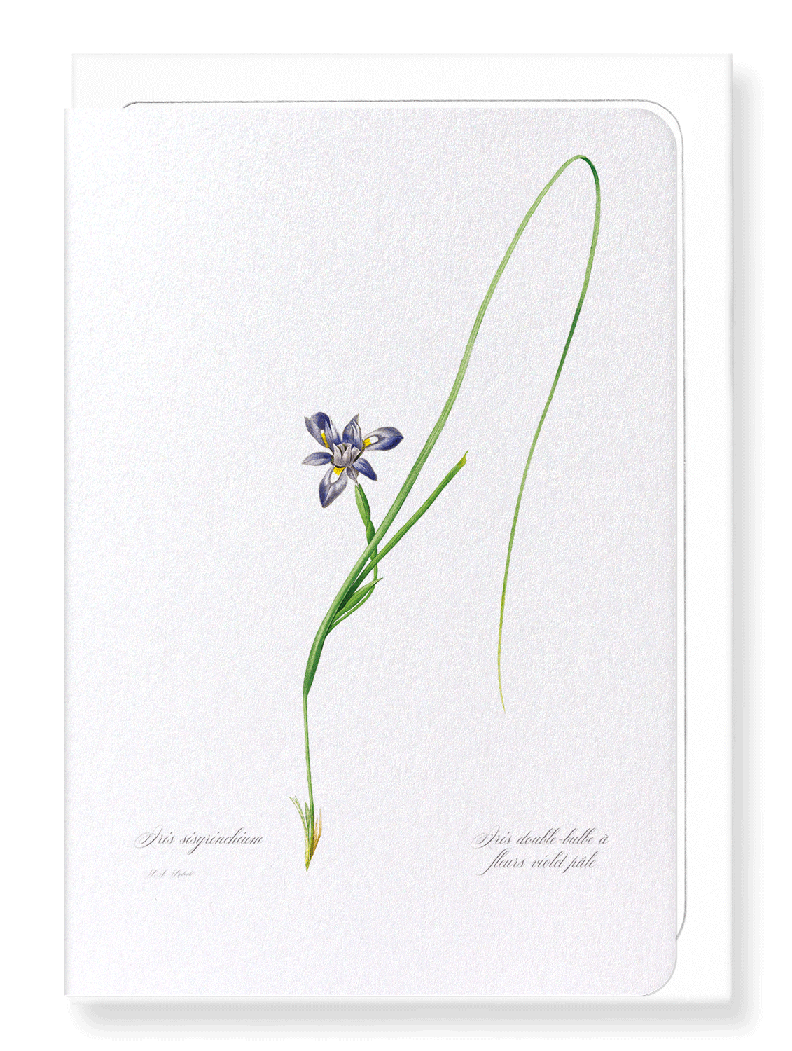 SISYRINCHIUM IRIS: Botanical Greeting Card