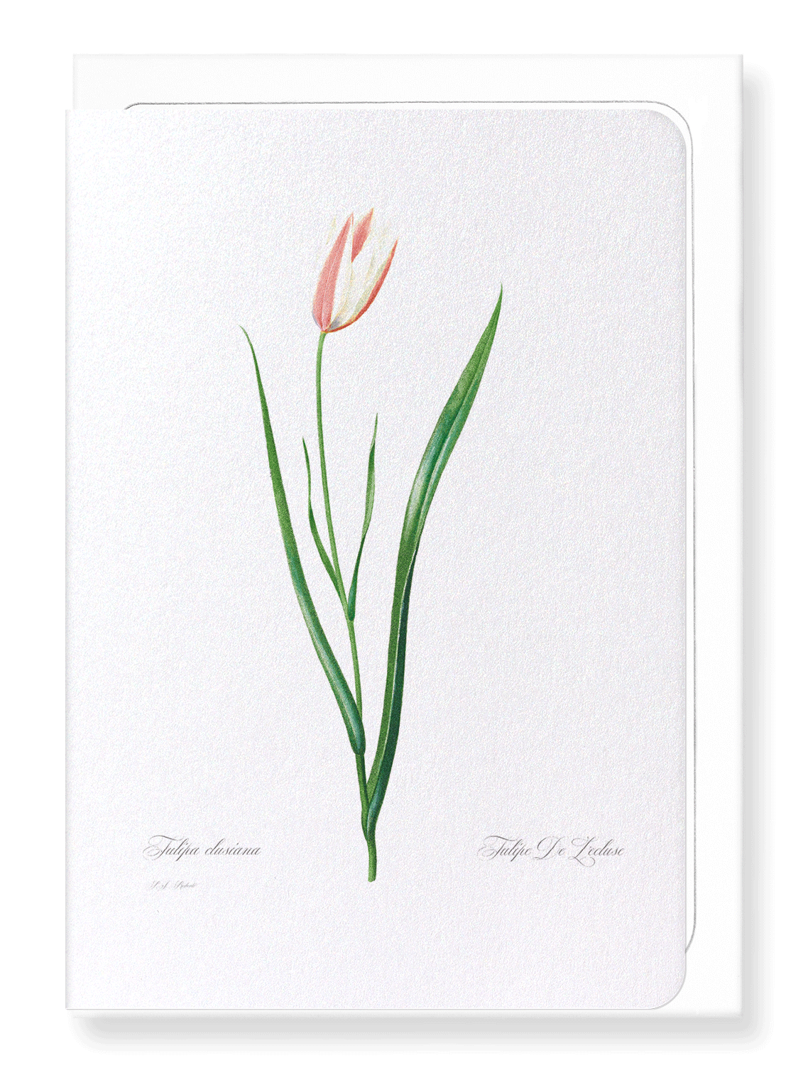 LADY TULIP: Botanical Greeting Card