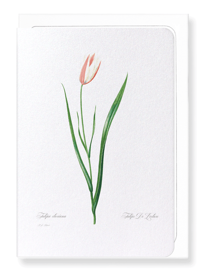 LADY TULIP: Botanical Greeting Card