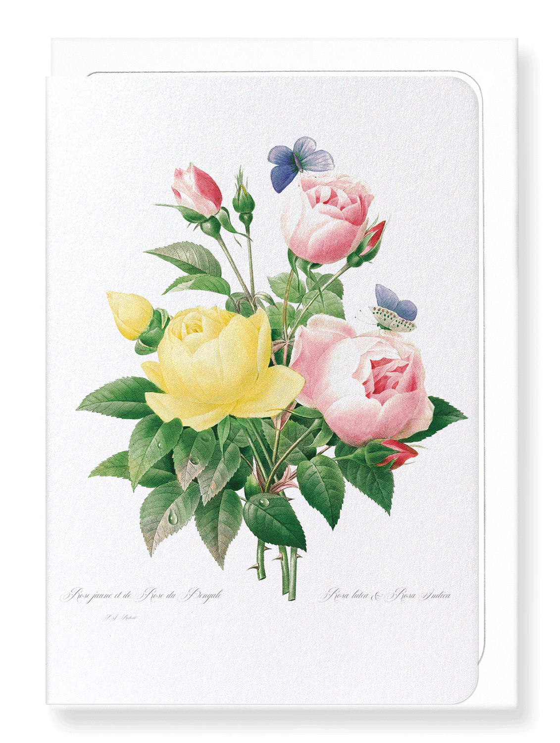 YELLOW AND PINK ROSE: Botanical Greeting Card