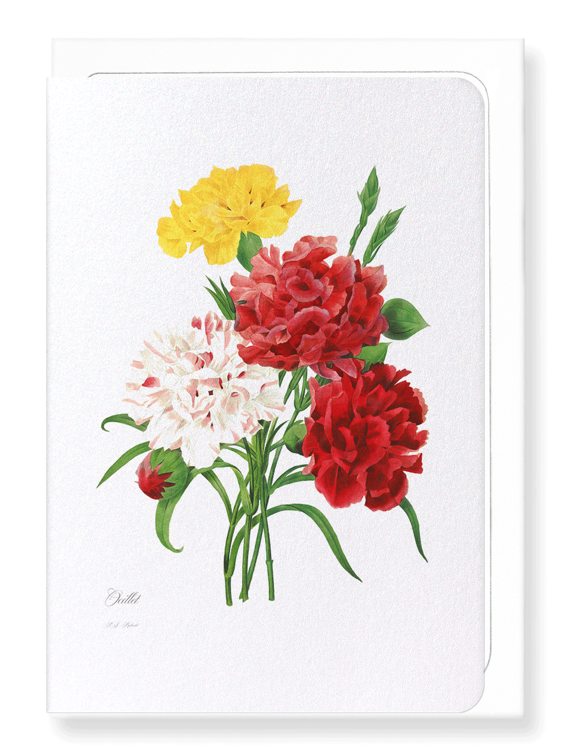 CARNATION: Botanical Greeting Card