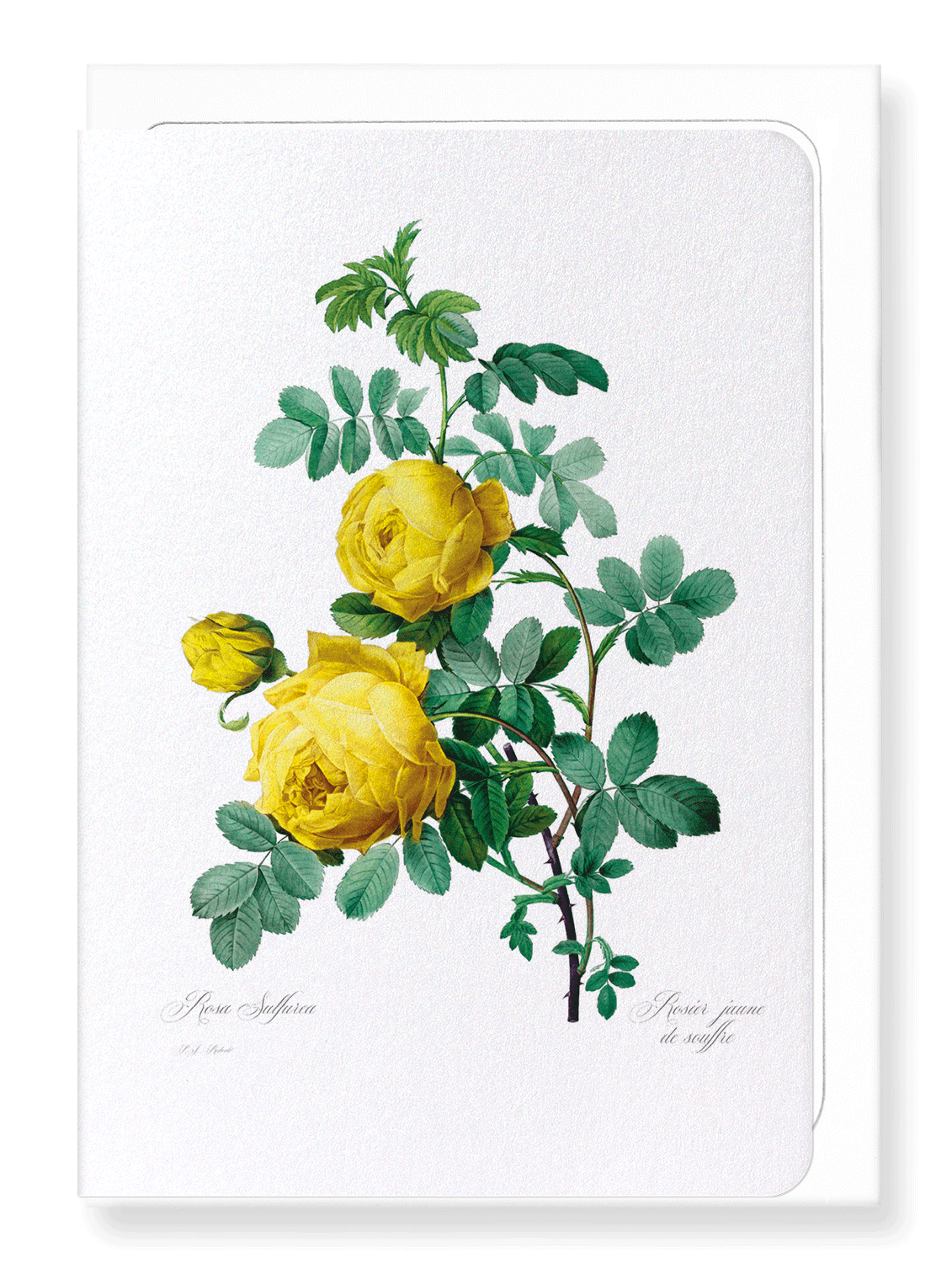 YELLOW ROSES: Botanical Greeting Card