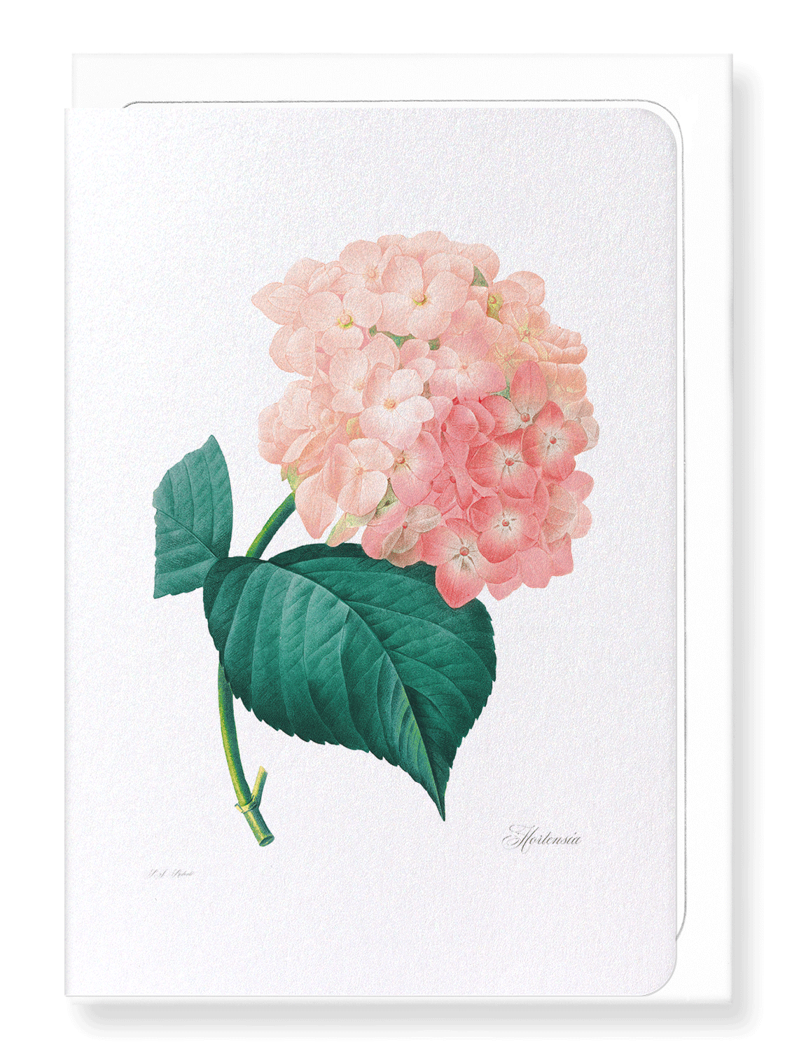HORTENSIA: Botanical Greeting Card