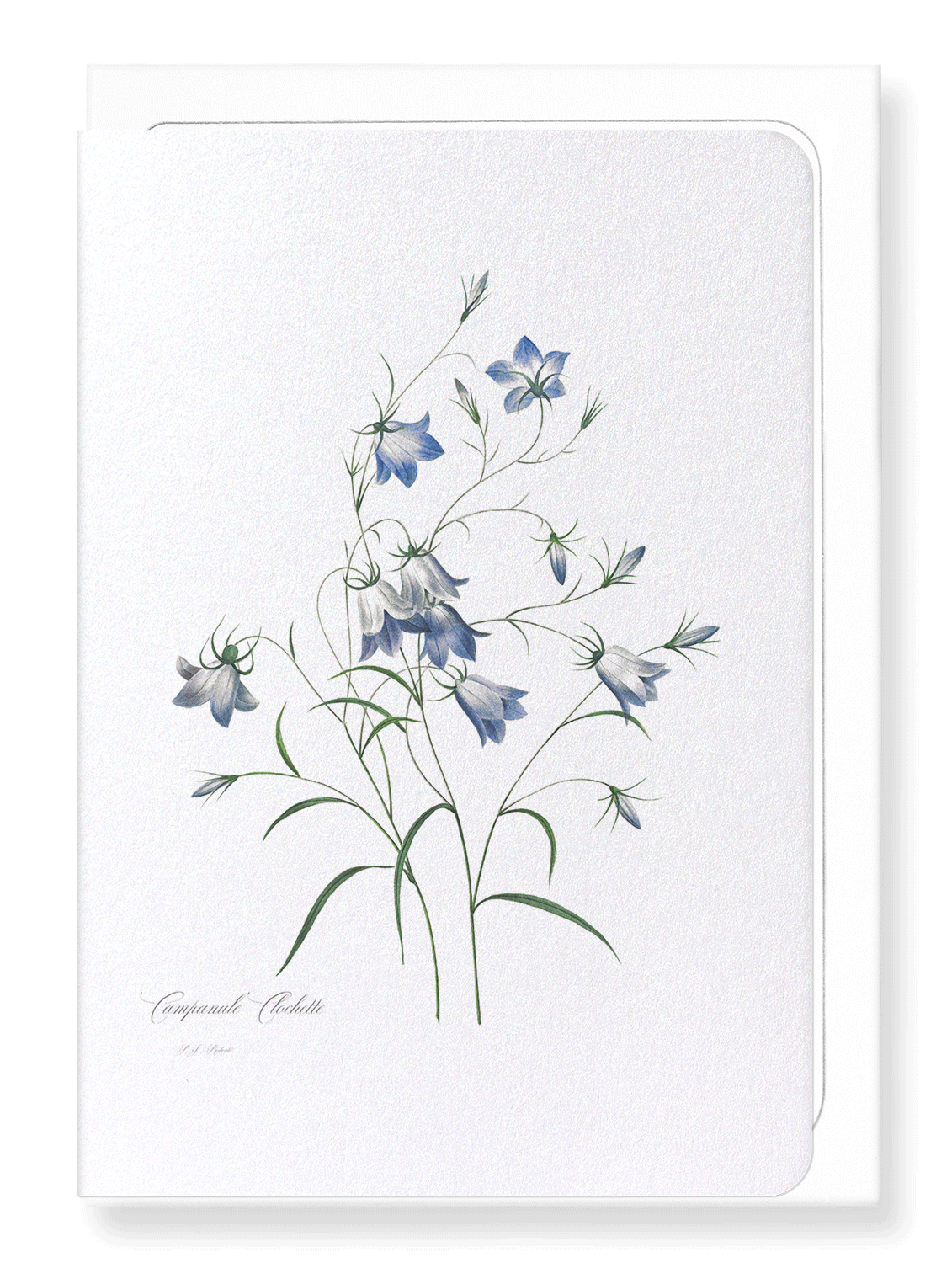 CAMPANULA: Botanical Greeting Card