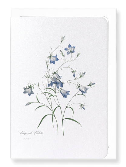 CAMPANULA: Botanical Greeting Card