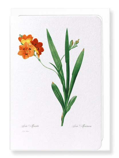 CORN LILY: Botanical Greeting Card