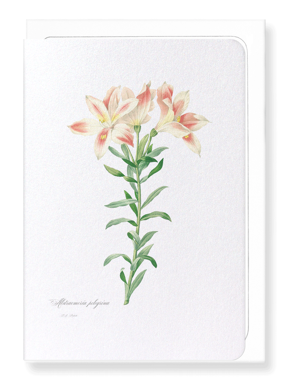 LILY OF THE INCAS: Botanical Greeting Card