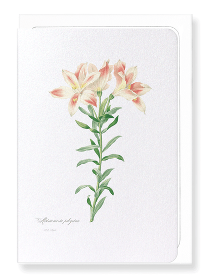 LILY OF THE INCAS: Botanical Greeting Card