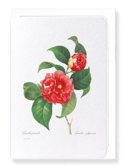 JAPANESE CAMELLIA: Botanical Greeting Card