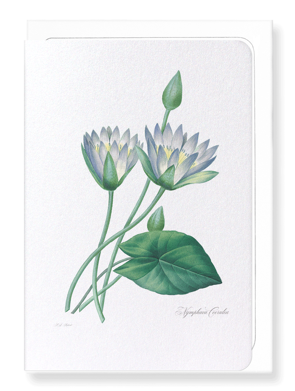 BLUE LOTUS: Botanical Greeting Card