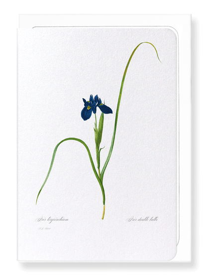 IRIS LISYRINCHIUM: Botanical Greeting Card