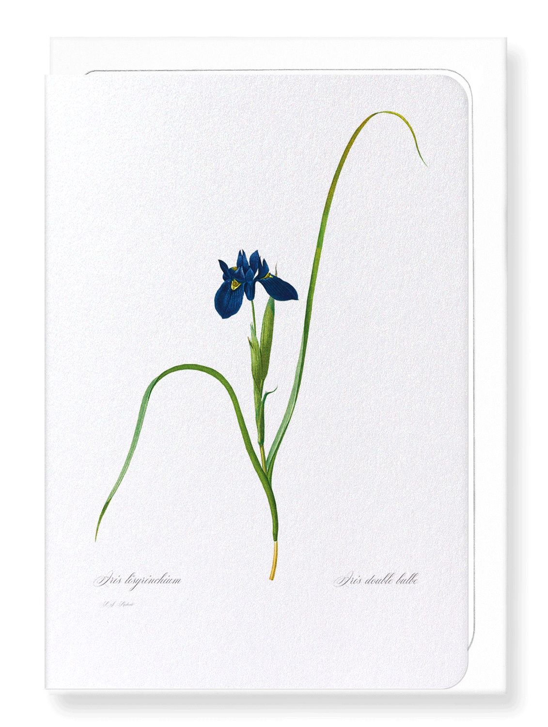 IRIS LISYRINCHIUM: Botanical Greeting Card