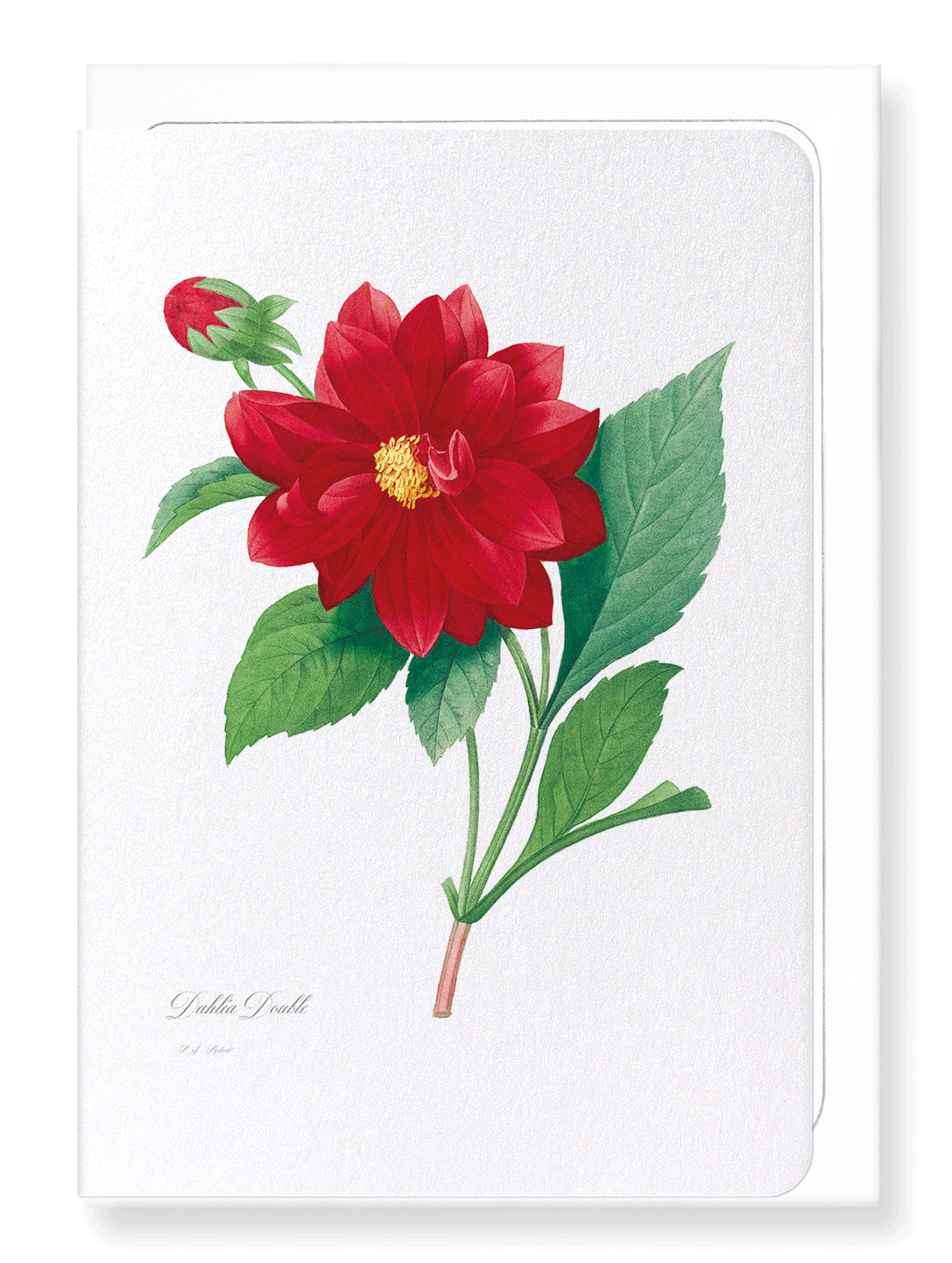 DAHLIA DOUBLE: Botanical Greeting Card