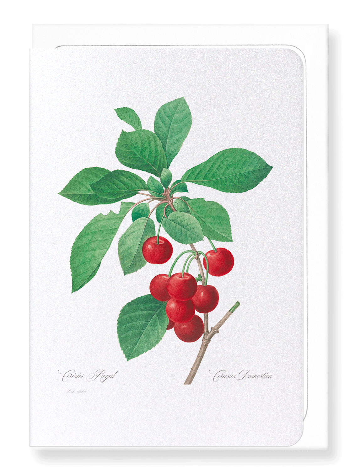 CHERRY: Botanical Greeting Card