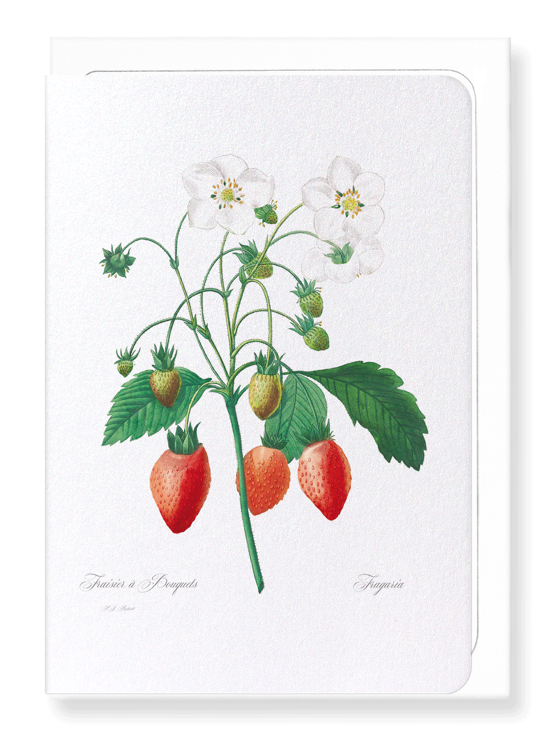 STRAWBERRY: Botanical Greeting Card