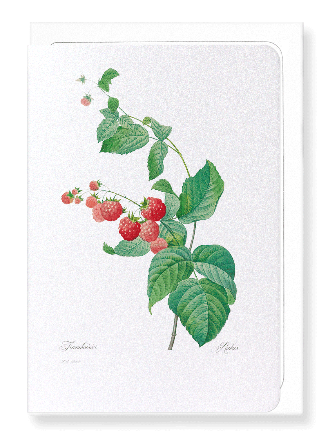 RASPBERRY: Botanical Greeting Card