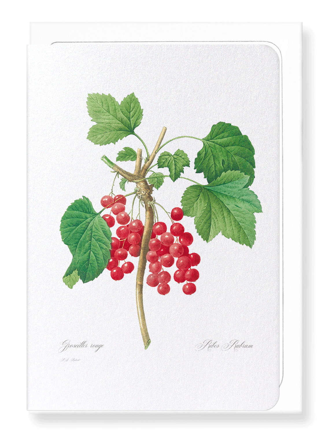 REDCURRANTS: Botanical Greeting Card