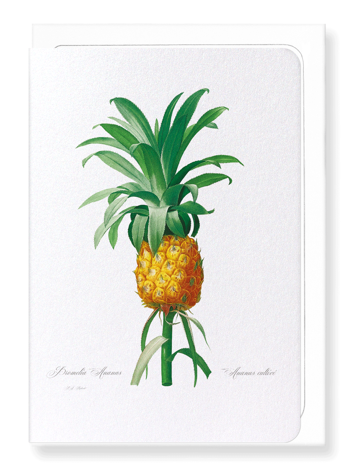 PINEAPPLE: Botanical Greeting Card