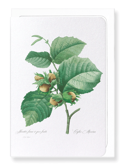 FILBERT HAZLENUT: Botanical Greeting Card