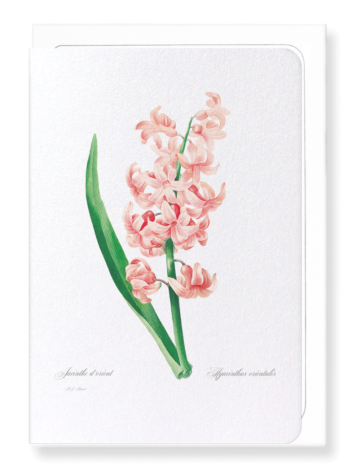 ORIENTAL HYACINTH: Botanical Greeting Card