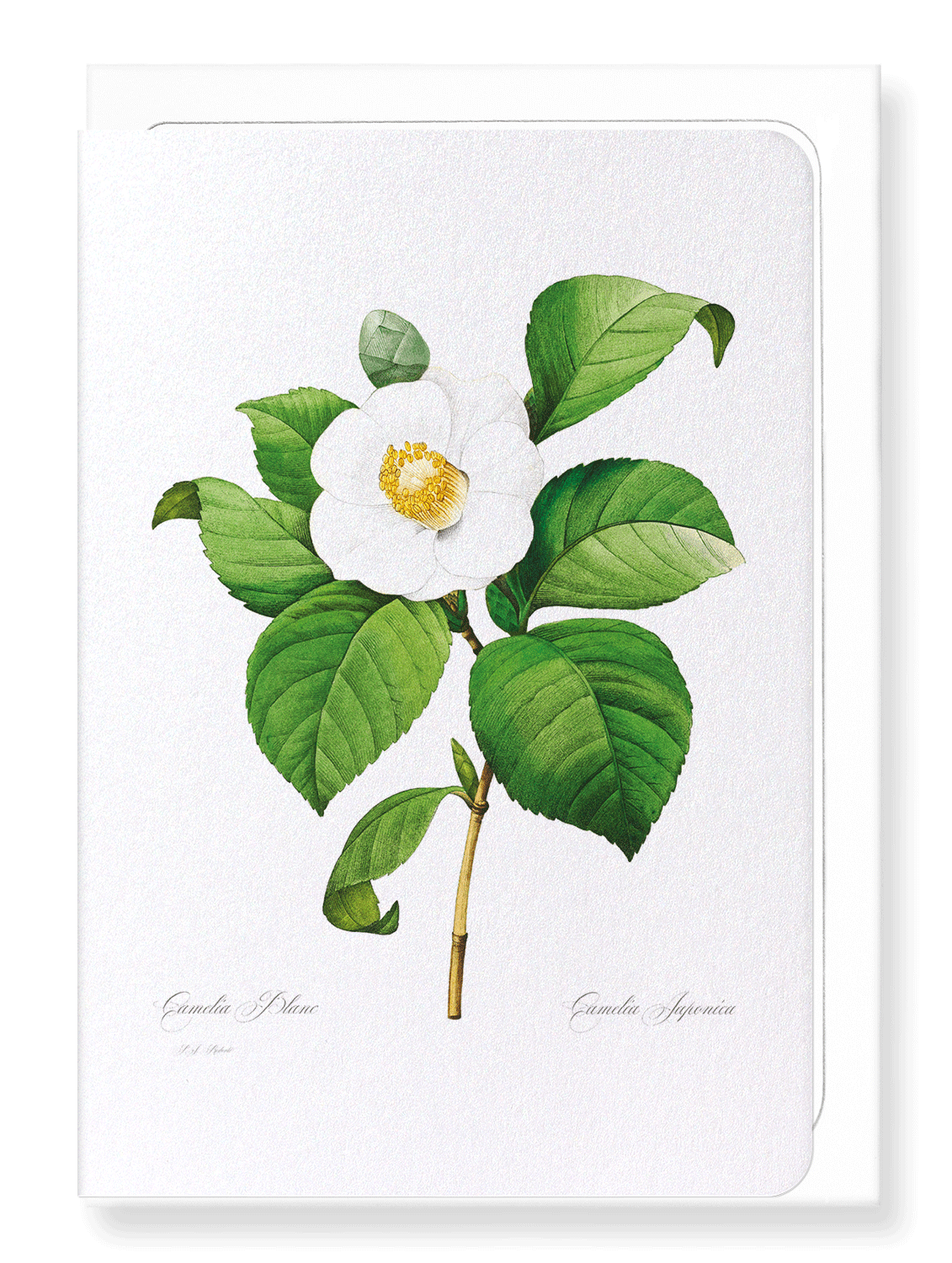 JAPANESE CAMELLIA: Botanical Greeting Card