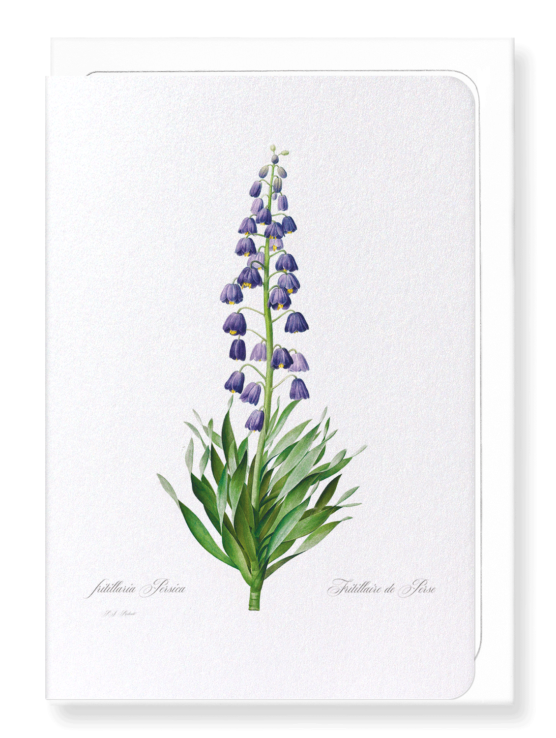 ADIYAMAN: Botanical Greeting Card