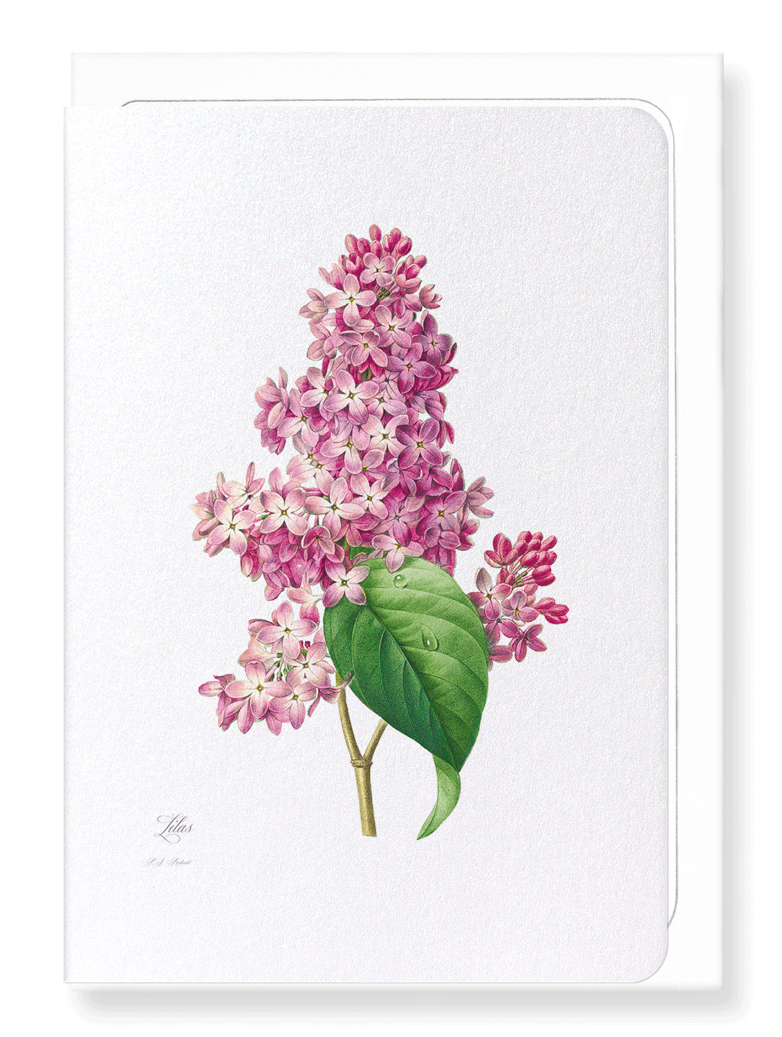 LILAC: Botanical Greeting Card