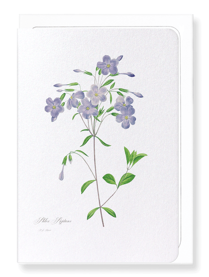 PHLOX: Botanical Greeting Card