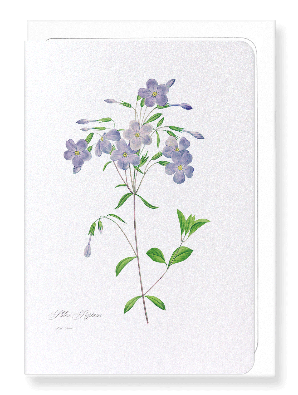 PHLOX: Botanical Greeting Card